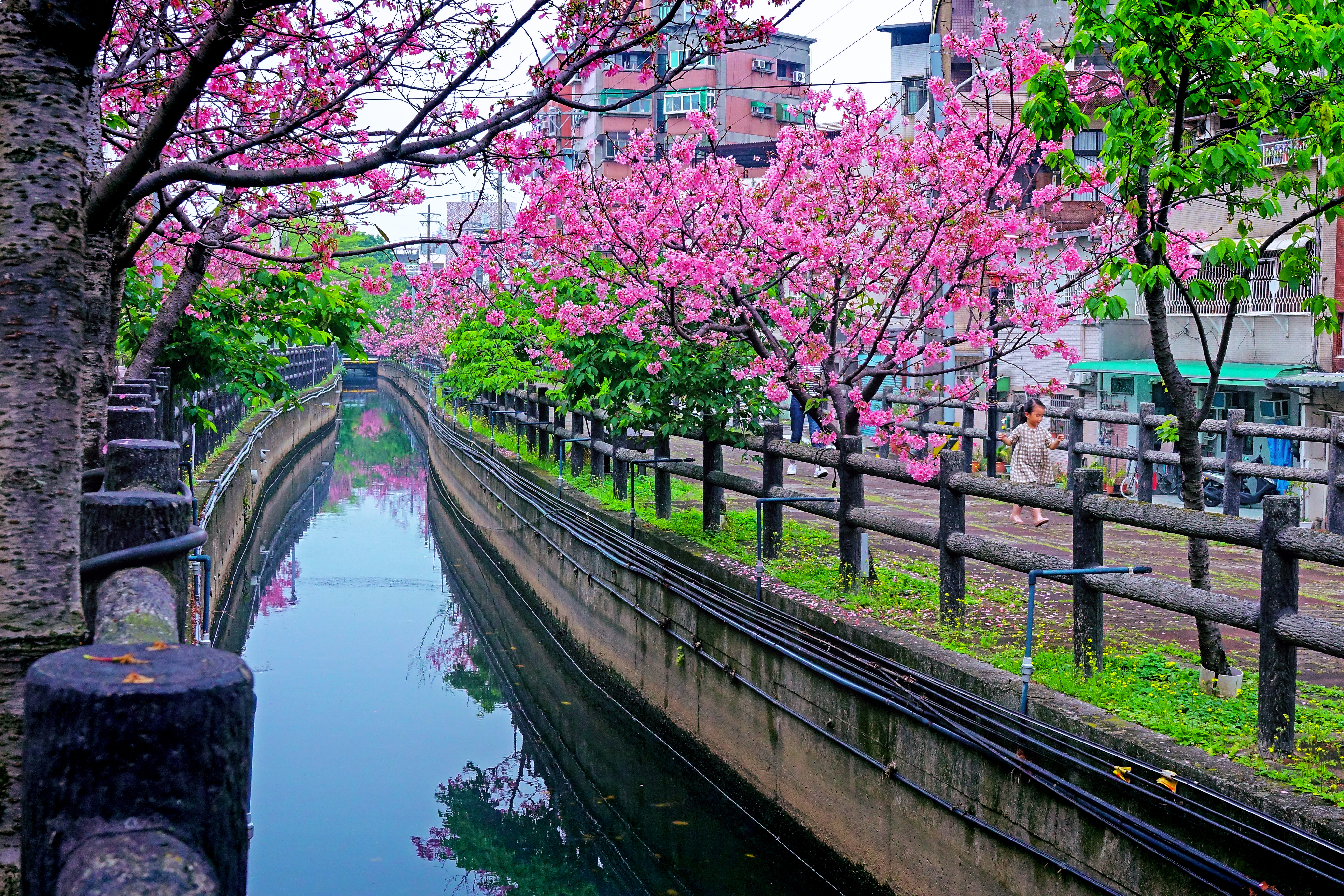 葉展瑋 - 漫步汀埔圳櫻花道