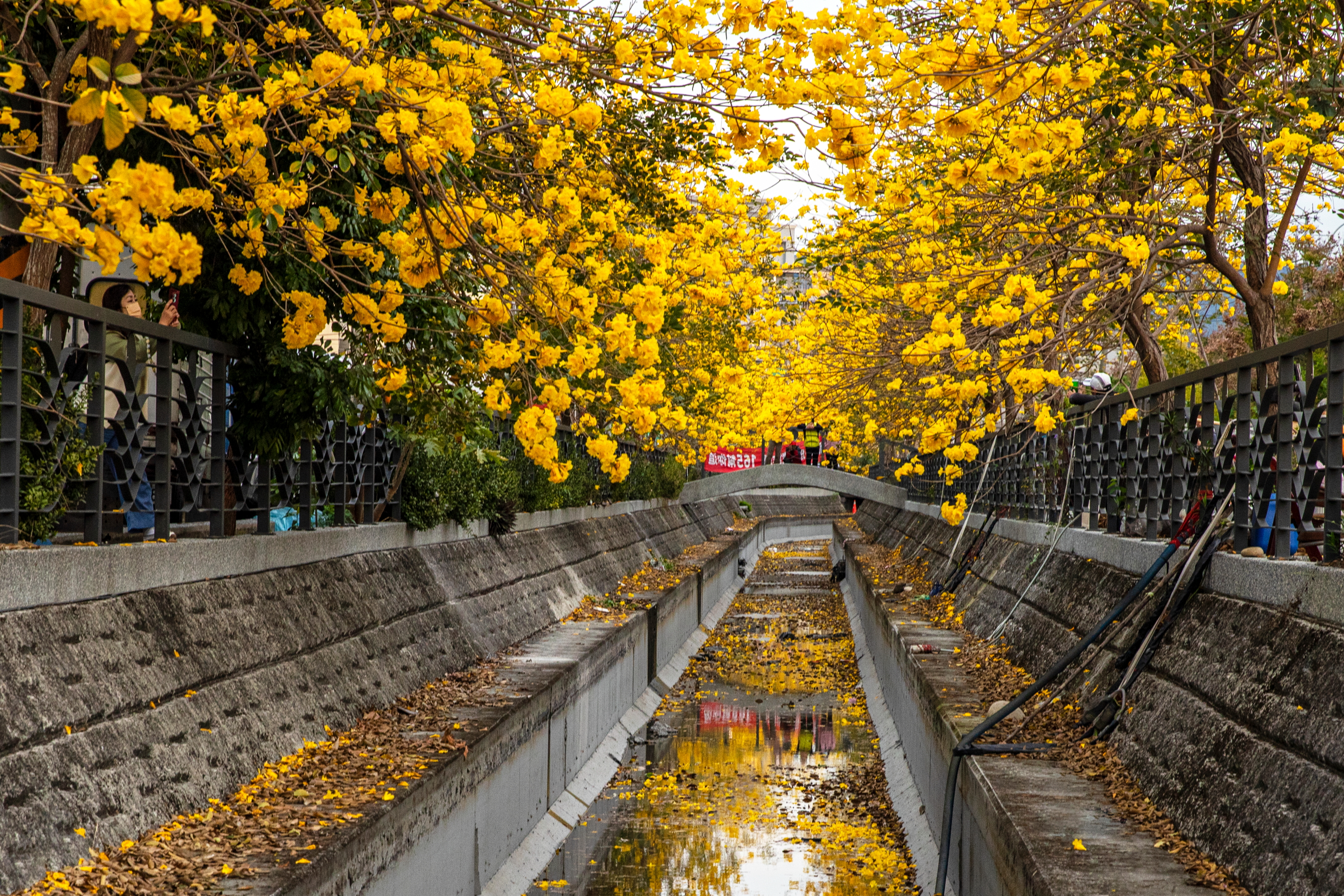 黃文堯 - 捕捉黃花風鈴木之美